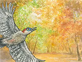 Woodpecker hero